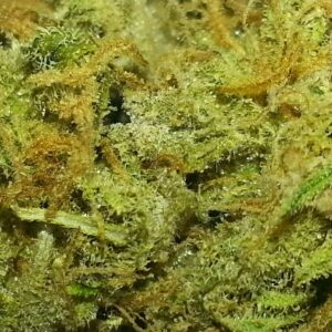 AK'47