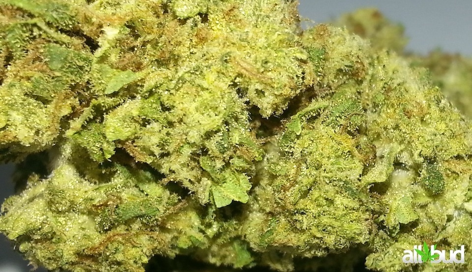BLUEBERRY