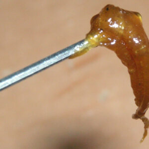 BUDDER DAB