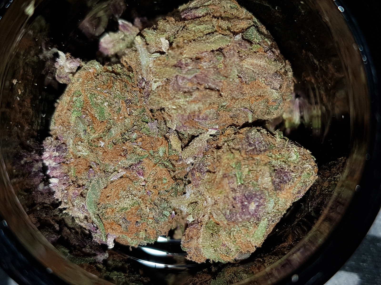 FORBIDDEN FRUIT