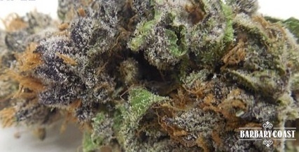 GRAND DADDY PURPLE