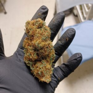 Lemon gelato (Hybrid)