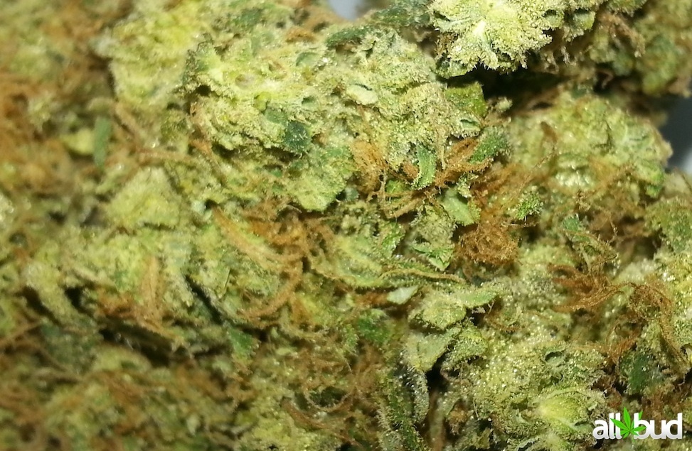 SOUR DIESEL