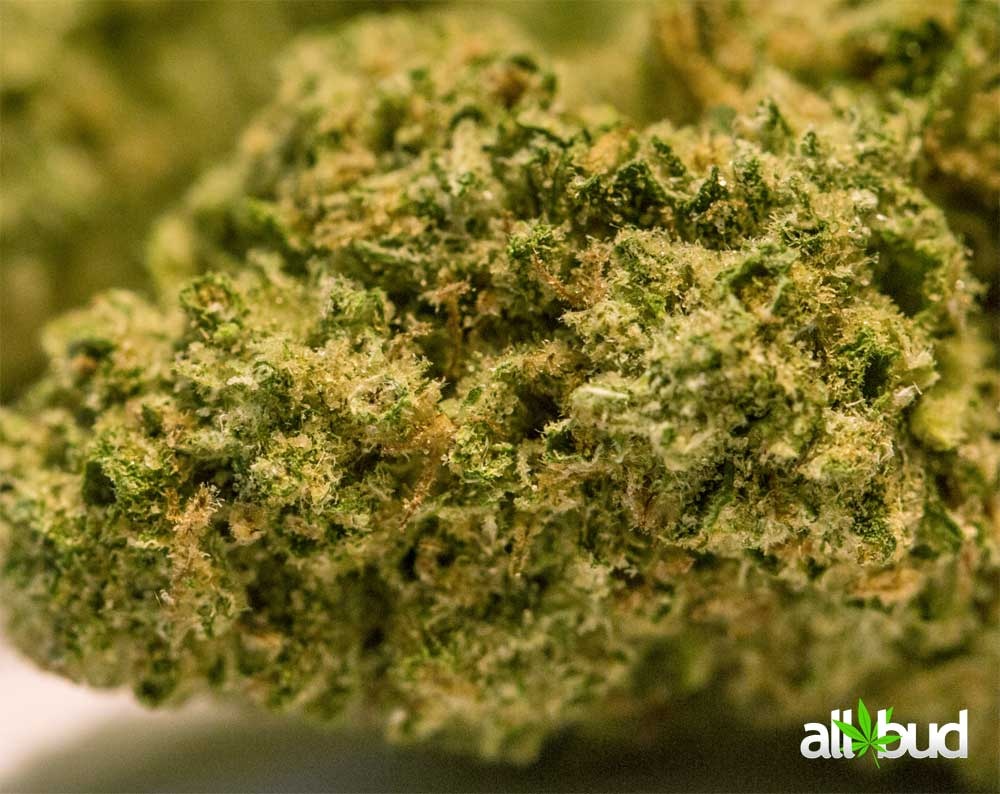 SUPER SILVER HAZE